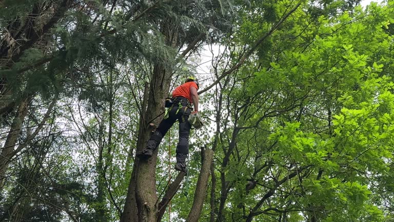 Best Arborist Consultation Services  in USA